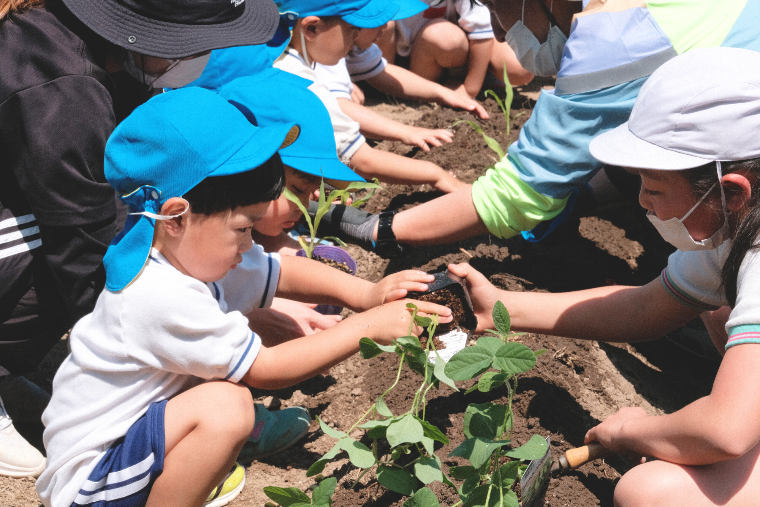 大森っ子農園_小学生と一緒に畑の苗植えの写真(島根県大田市)